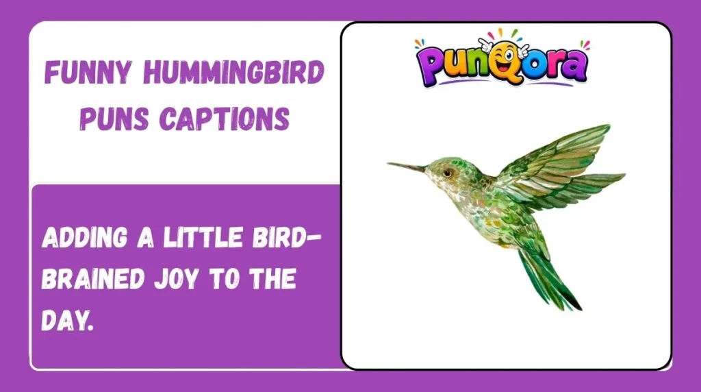 Funny Hummingbird Puns Captions