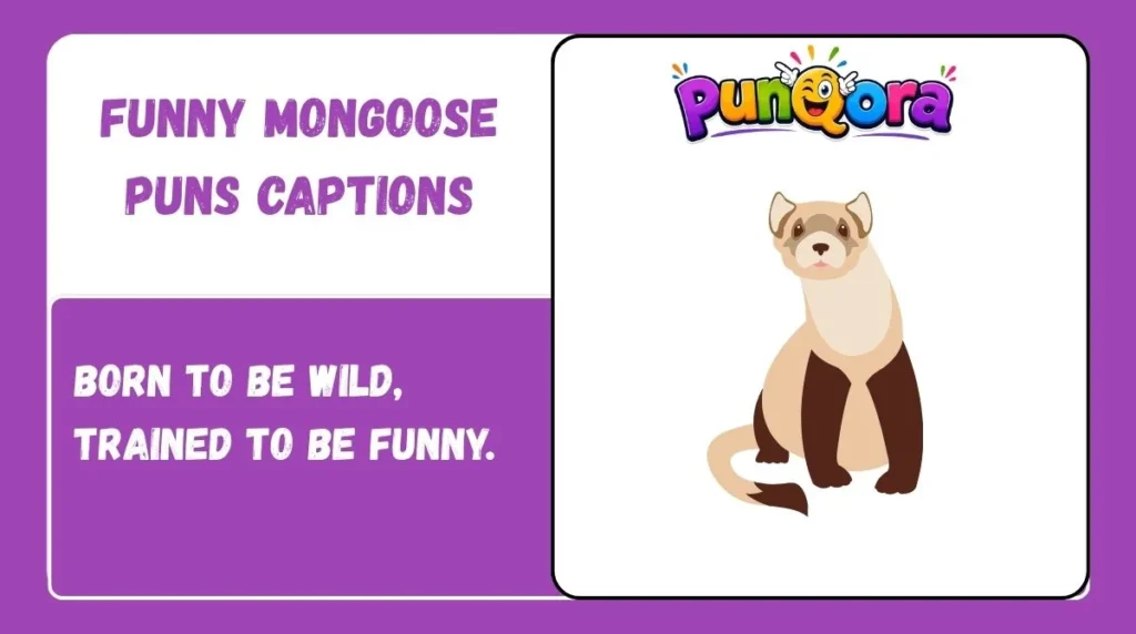 Funny Mongoose Puns Captions