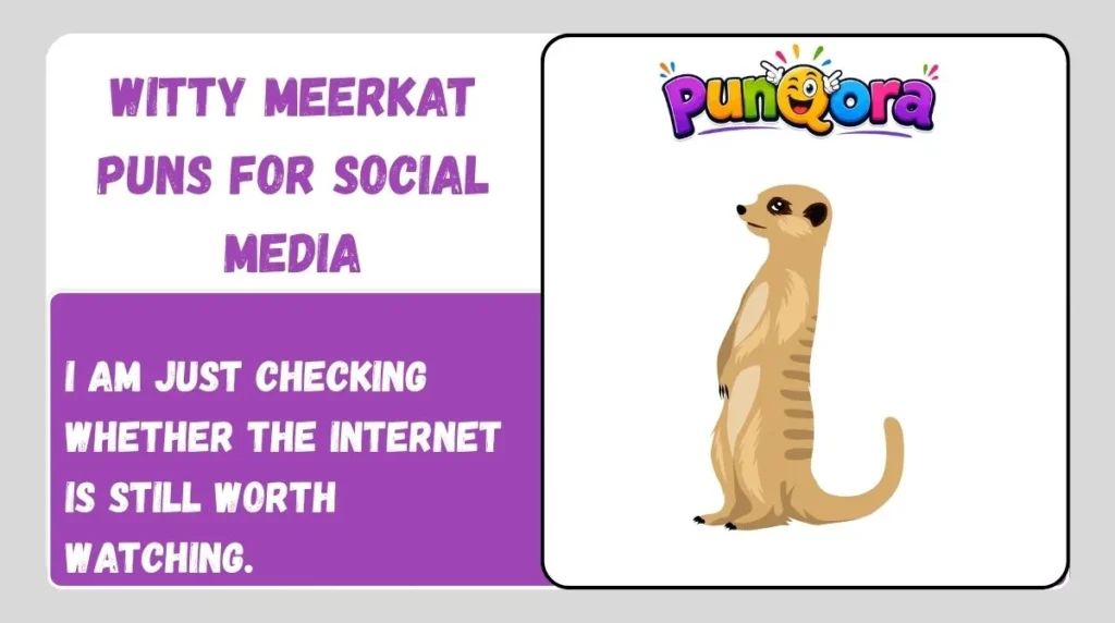 Witty Meerkat Puns for Social Media